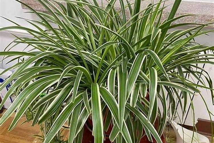 金鱼吊兰怎么施肥 用什么肥料好