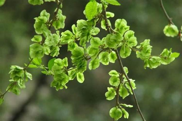 榆树下山桩出芽后能否喷些叶面肥
