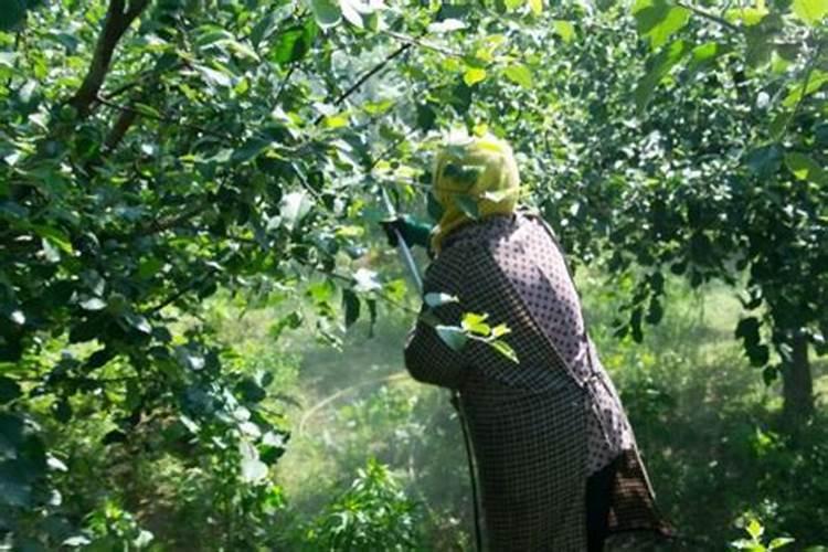 水溶肥让你的西瓜冻害及时解救