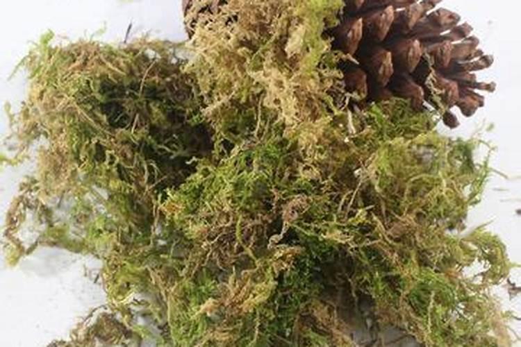 谁知道这种俗称“扫把草”的中药名叫什么啊？