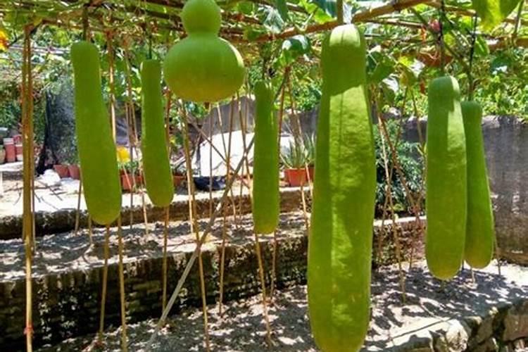 六月种什么蔬菜不怕热