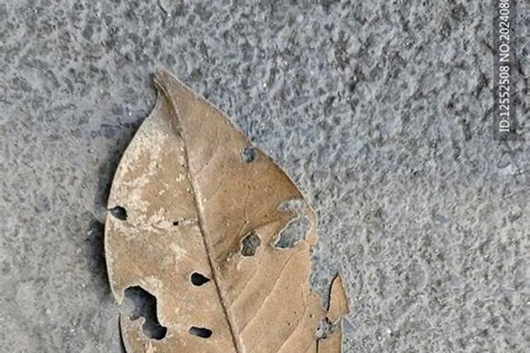 一年之施肥在于秋,秋施碳基肥是黄金