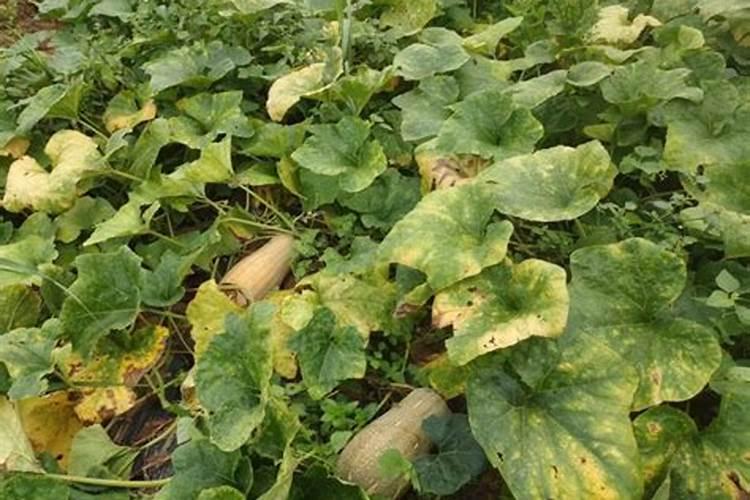 蜜本南瓜种植技术与管理