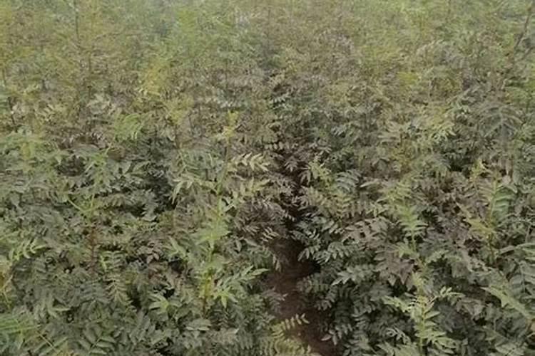 花椒树栽上一个月要用肥料吗？