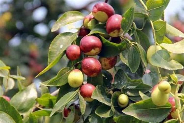 山东枣庄可以种嘉宝果树吗视频？