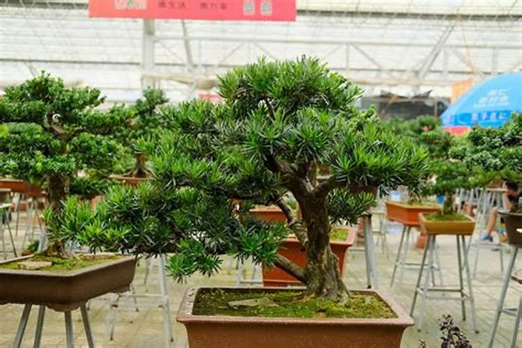 罗汉松施肥技巧,只需要五个步骤养的郁郁葱葱