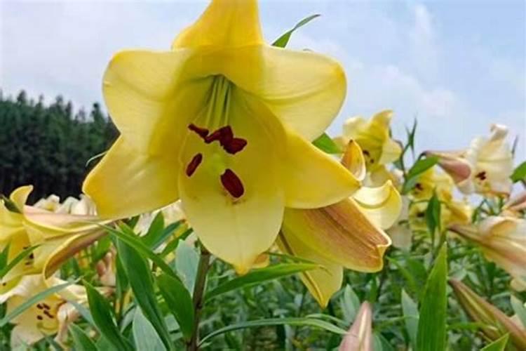 百合花怎么施肥,这样施肥长势超好!