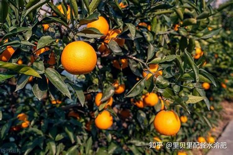 唾液酸高是什么意思？