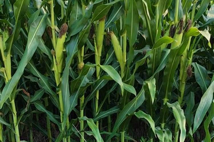 分析误差百分之一千