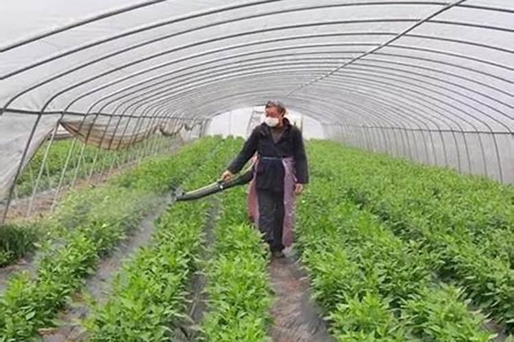 5种有钱不一定能买到的绿色蔬菜,含钙高还不打药,夏天吃正当时