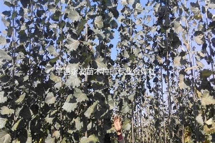 请问老师葡萄怎样施肥