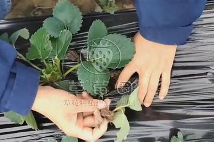 草莓覆盖栽培怎样施肥灌水？