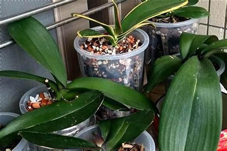 兰花冬天施什么肥最好 兰花冬天施肥方法