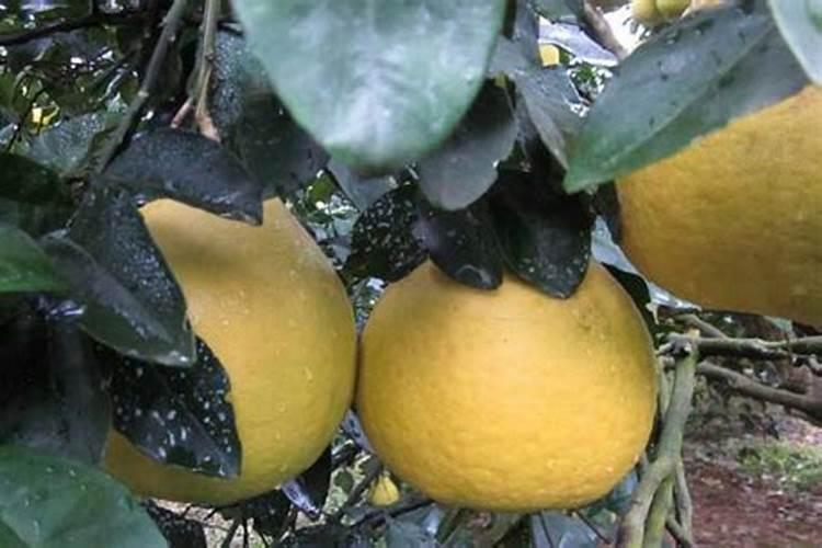 想要提高柚子的座果率,都该掌握哪些管理技巧？