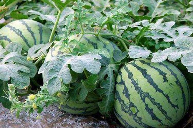 西瓜施什么肥料最甜 施肥需要离根部多远