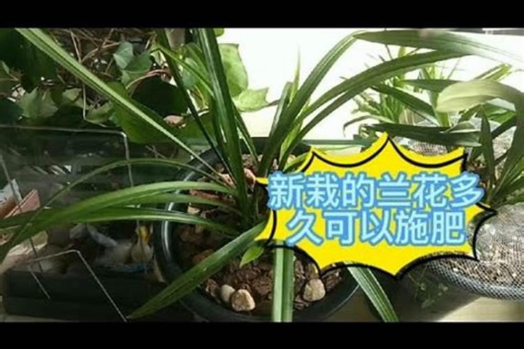 兰花上盆多久可以施肥 兰花上盆后需要等多久再施肥？