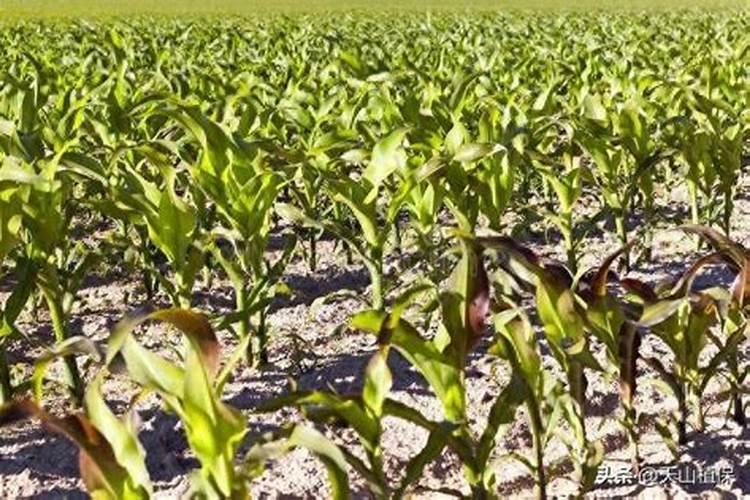 玉米叶片脉间失绿的原因