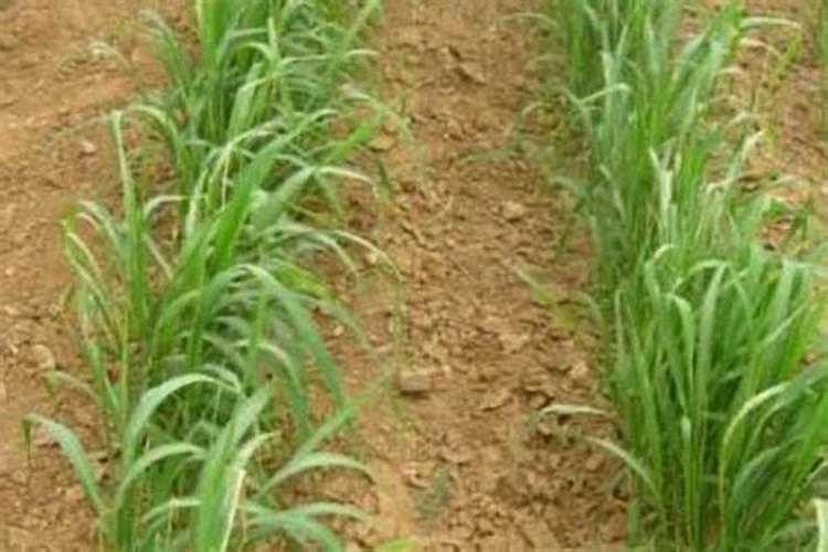 谷子叶面肥啥时候喷好 用什么叶面肥增产