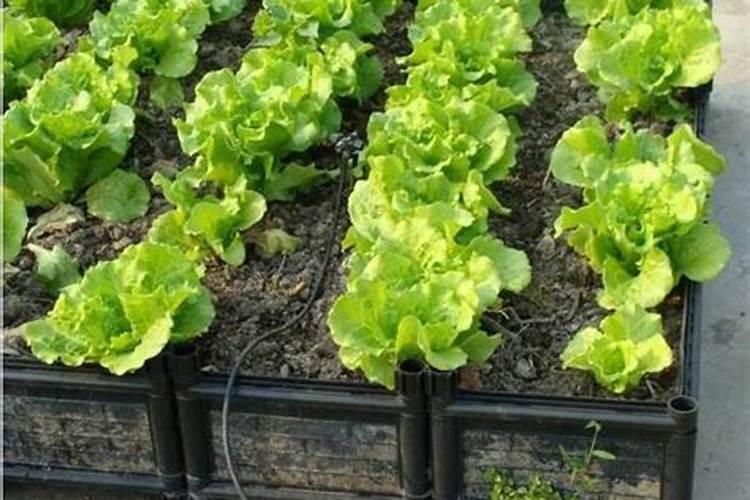 生菜的正确种植方法(生菜种子怎么种植方法如下)