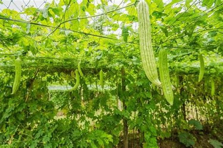苦瓜施肥时间,施肥方法,施肥注意事项