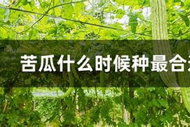 苦瓜追肥用什么肥料好