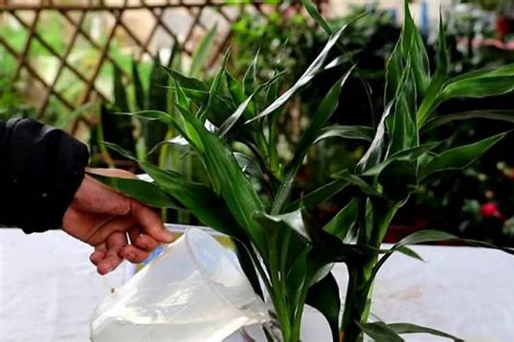 地栽茶花如何施肥