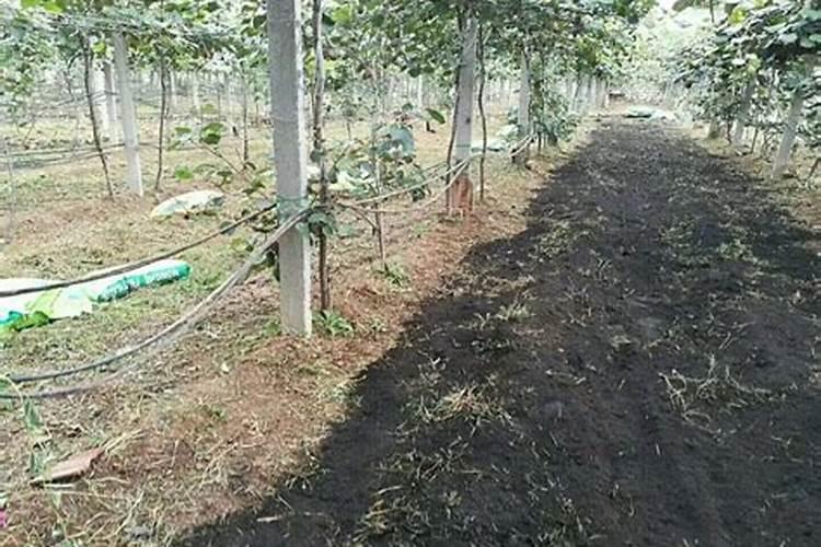 猕猴桃的施肥禁忌