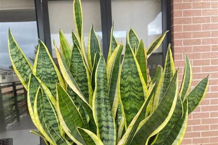 花生怎么施肥才能高产