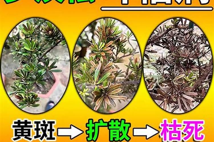 炒熟的黄豆怎么做肥料