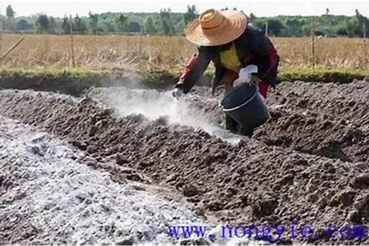 羊粪发酵可以放磷肥和石灰吗？