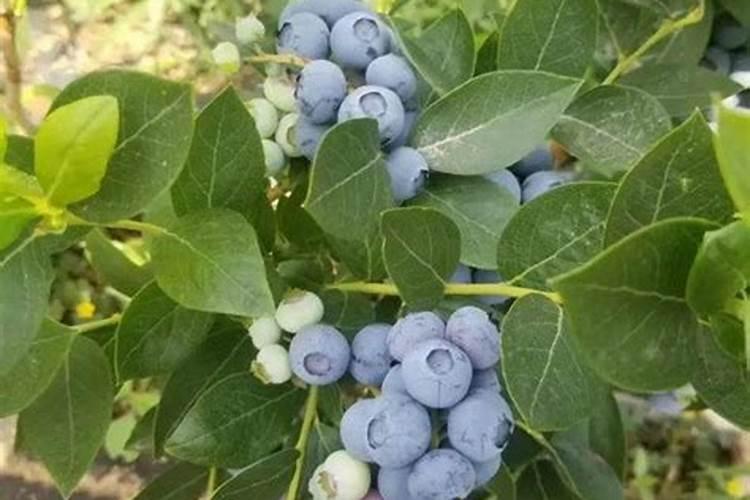 蓝莓苗能用磷酸二氢钾？