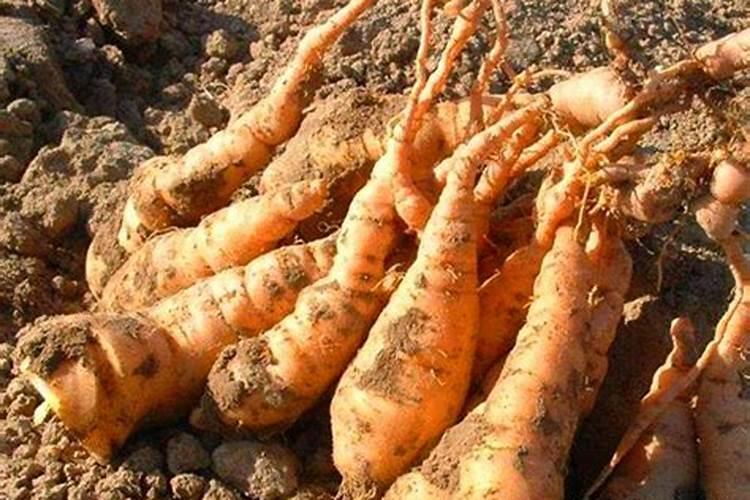 生姜各个时期的施肥技巧 什么时候施肥好