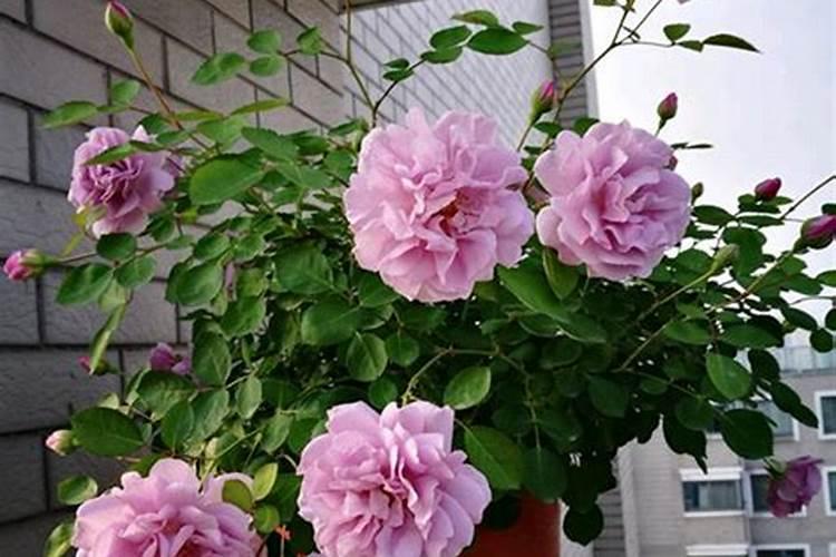 玉米叶面肥用尿素水可以吗