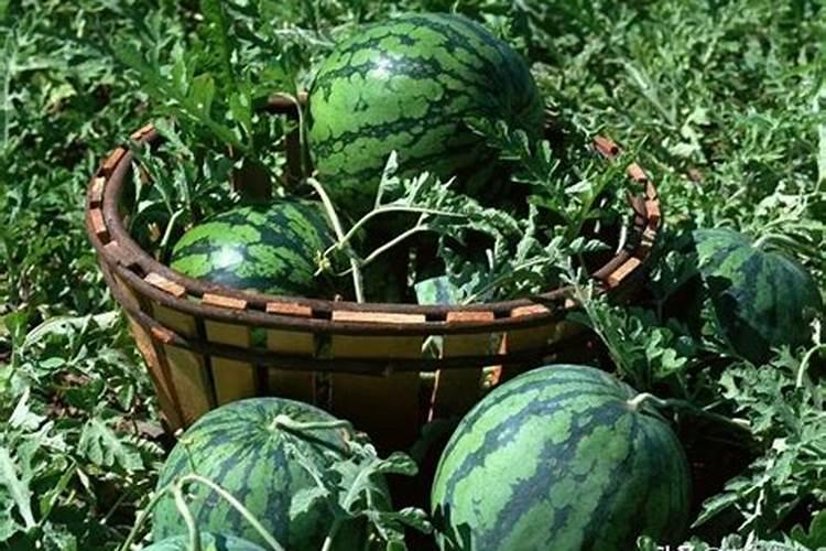 化肥含重金属吗？