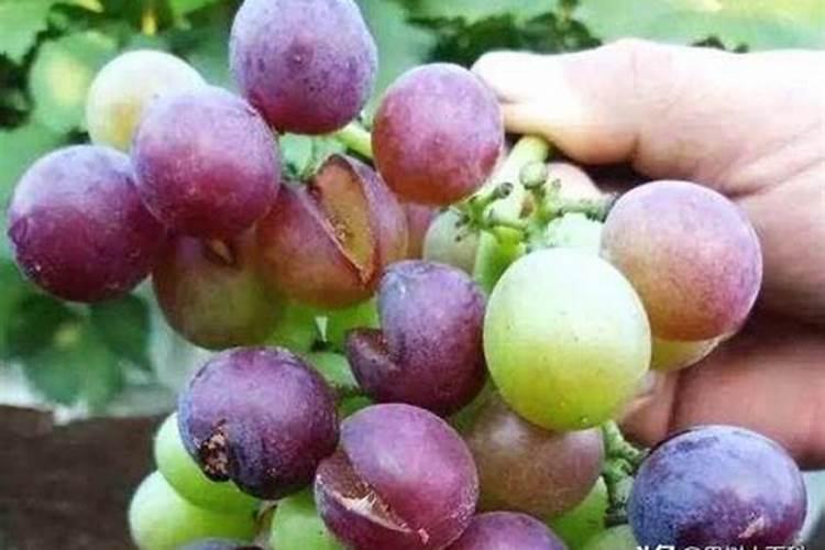 锌肥能不能和氮磷钾一起施肥