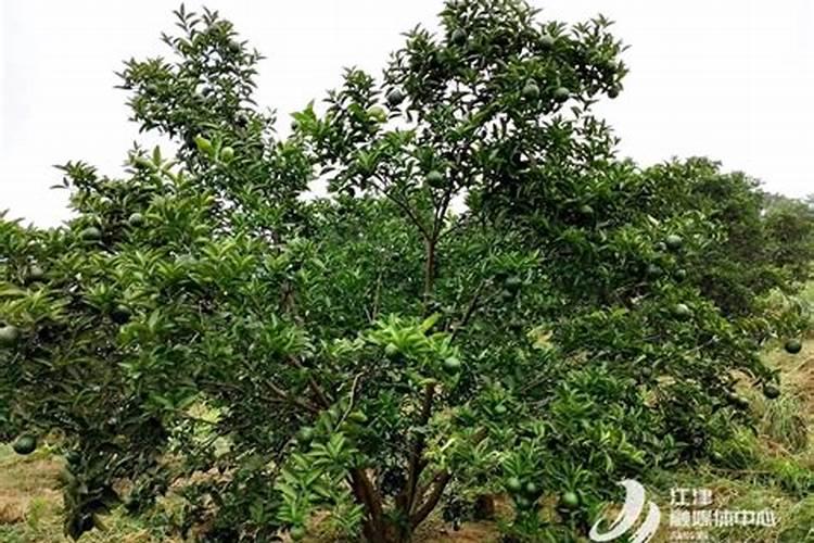 乳粉和奶粉的区别