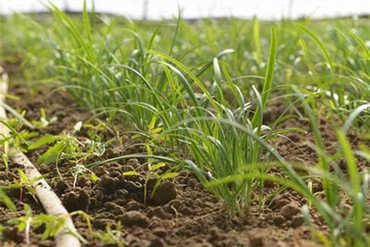 打花生爱苗起什么作用