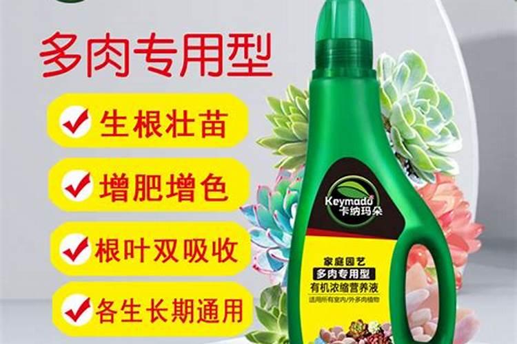 多肉用营养液还是肥料
