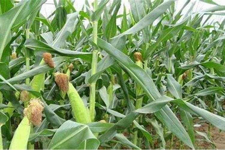 玉米追两次肥,分别在什么时候追