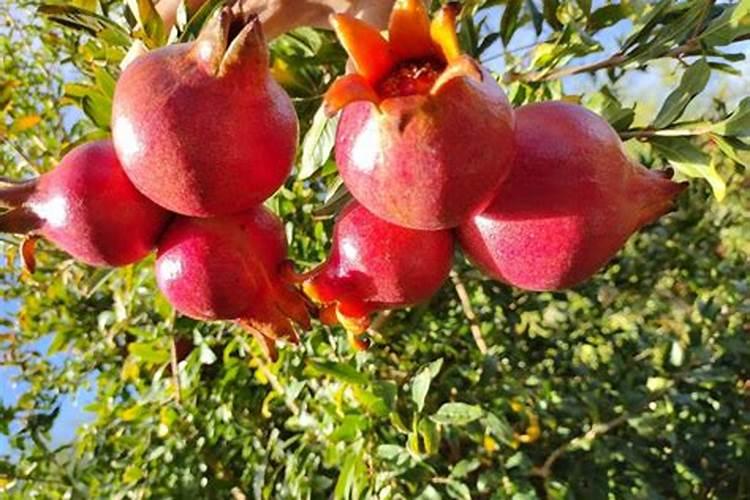 朝鲜土地有多贫瘠