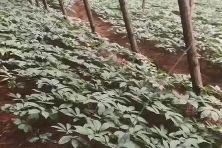 中药材追肥用那种肥料好？三七壮根肥什么时候施肥？