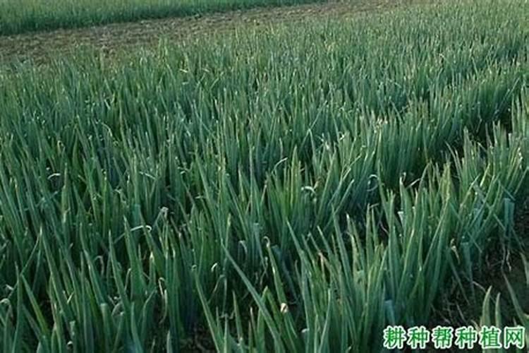 大葱中后期需要什么肥料