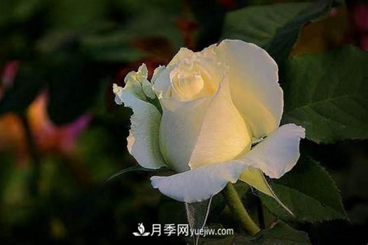 施什么肥让月季花开又多又大花瓣厚(自制月季花肥料)