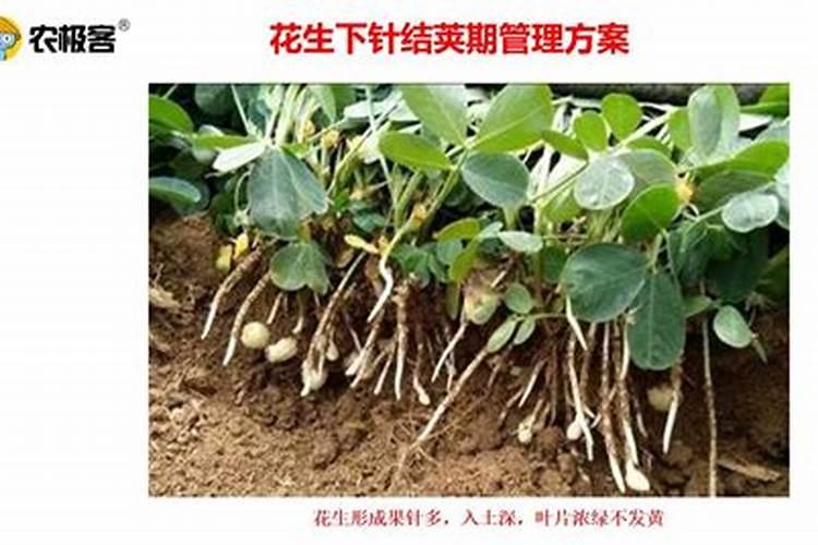 十大品牌氨基酸水溶肥有哪些