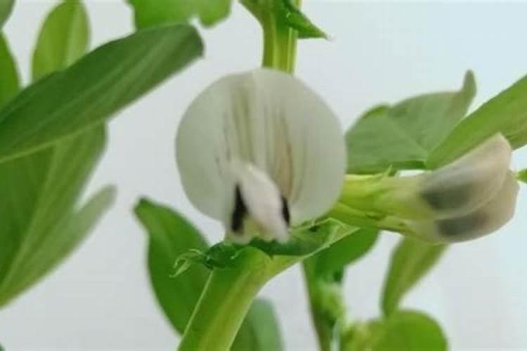 先撒种子还是先施肥