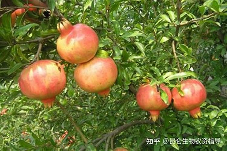 石榴施什么肥料能膨果？石榴的施肥时间和方法,石榴叶面肥用“金泰...