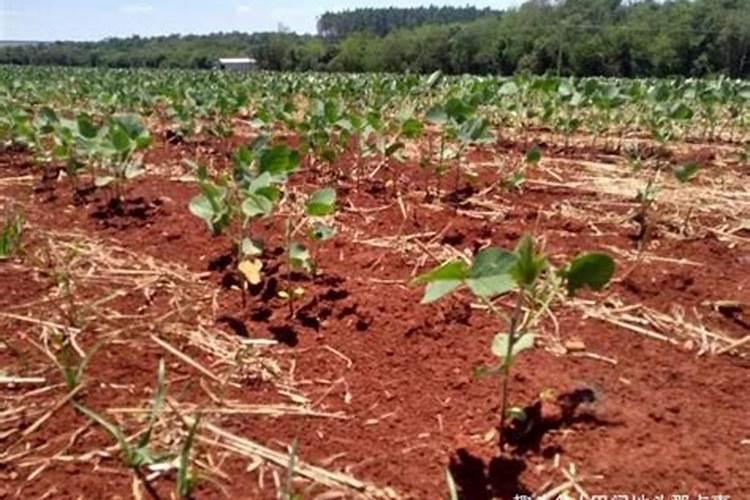 今年闰六月现在种玉米晚不晚