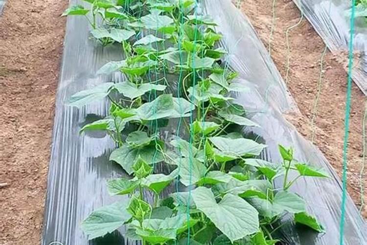 黄瓜挂果期用什么化肥好？黄瓜结果期追施什么肥料好？