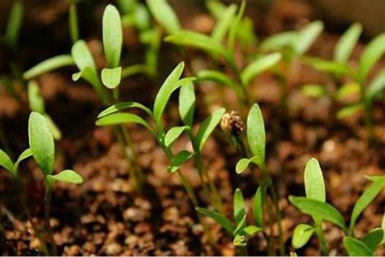 香菜发芽后多久浇水