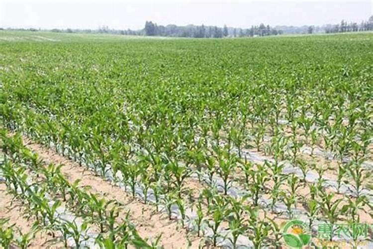 种植玉米一般施肥用什么化肥